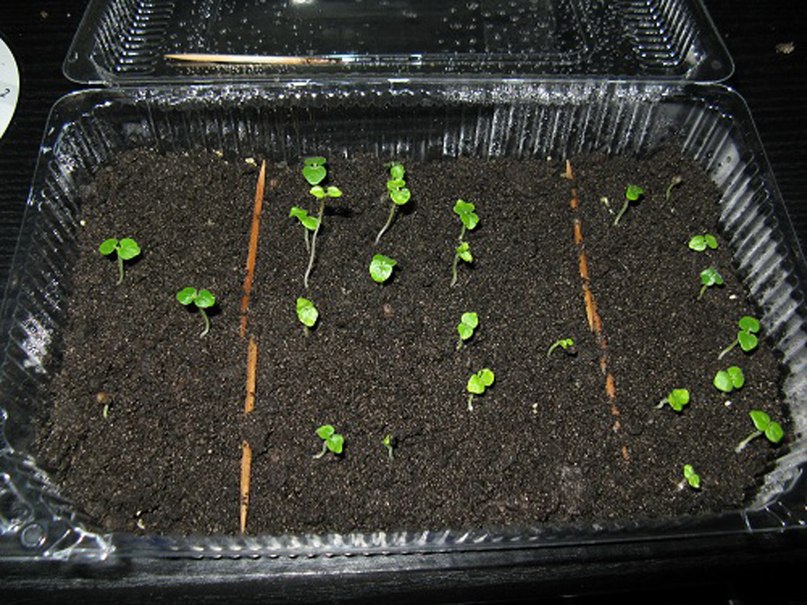 Размножение абутилона семенным способом