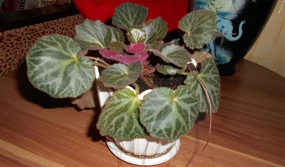 Камнеломка плетеносная