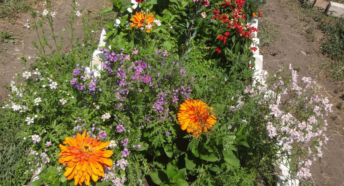 Место схизантуса в ландшафтном дизайне