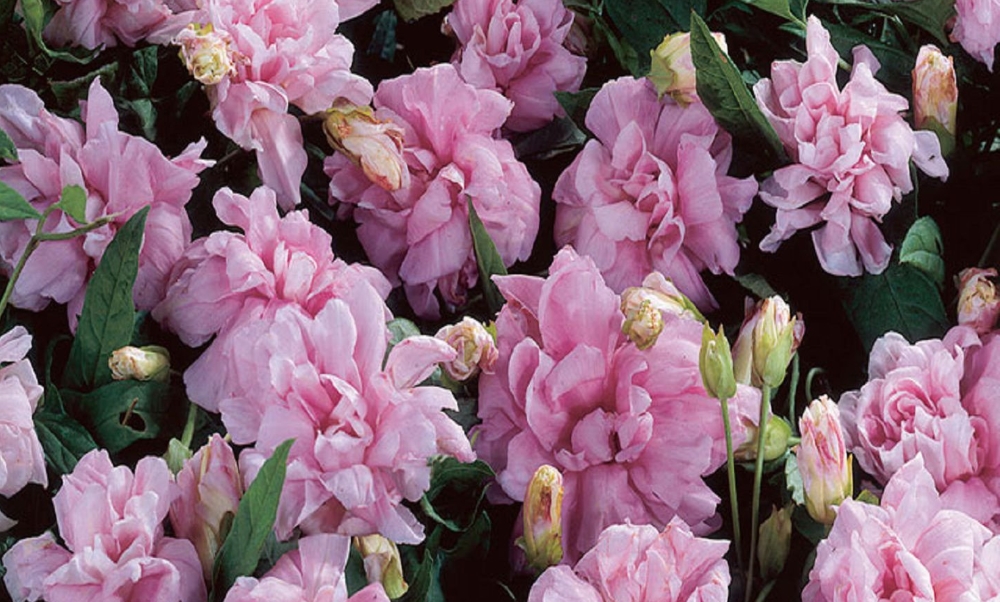 Калистегия