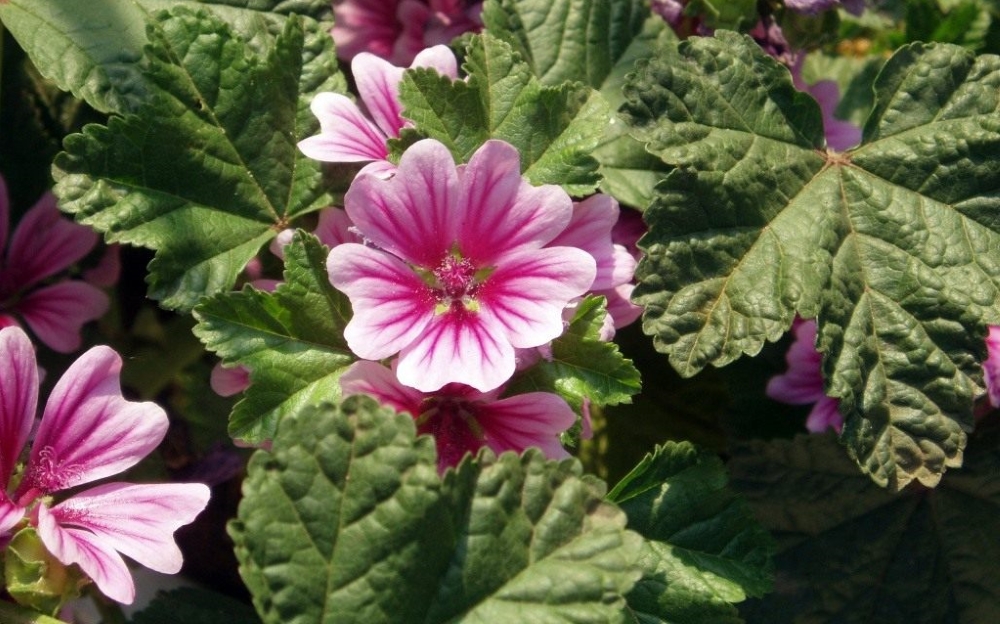 Просвирник