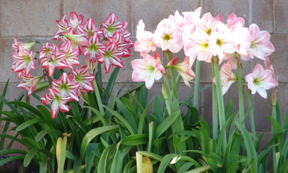 Гиппеаструм