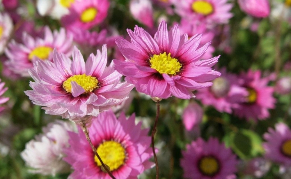 Гелиптерум