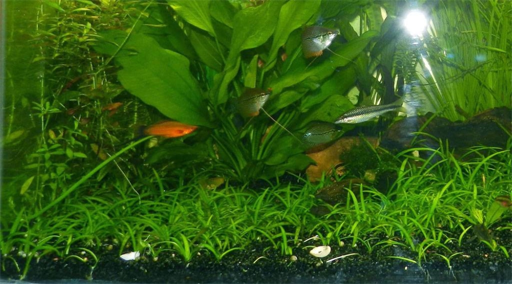 Эхинодорус