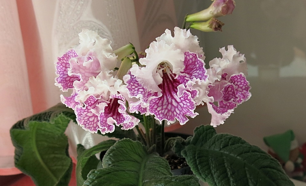 Стрептокарпус