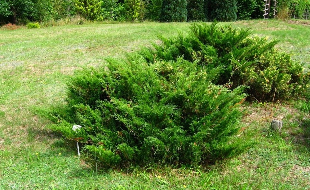 Можжевельник