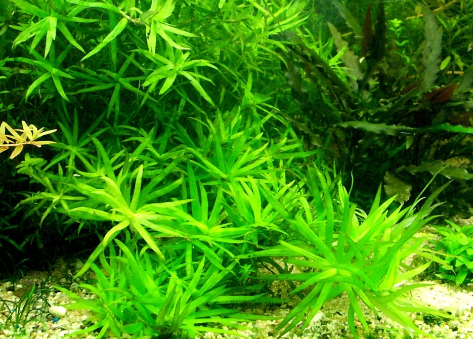 Гетерантера