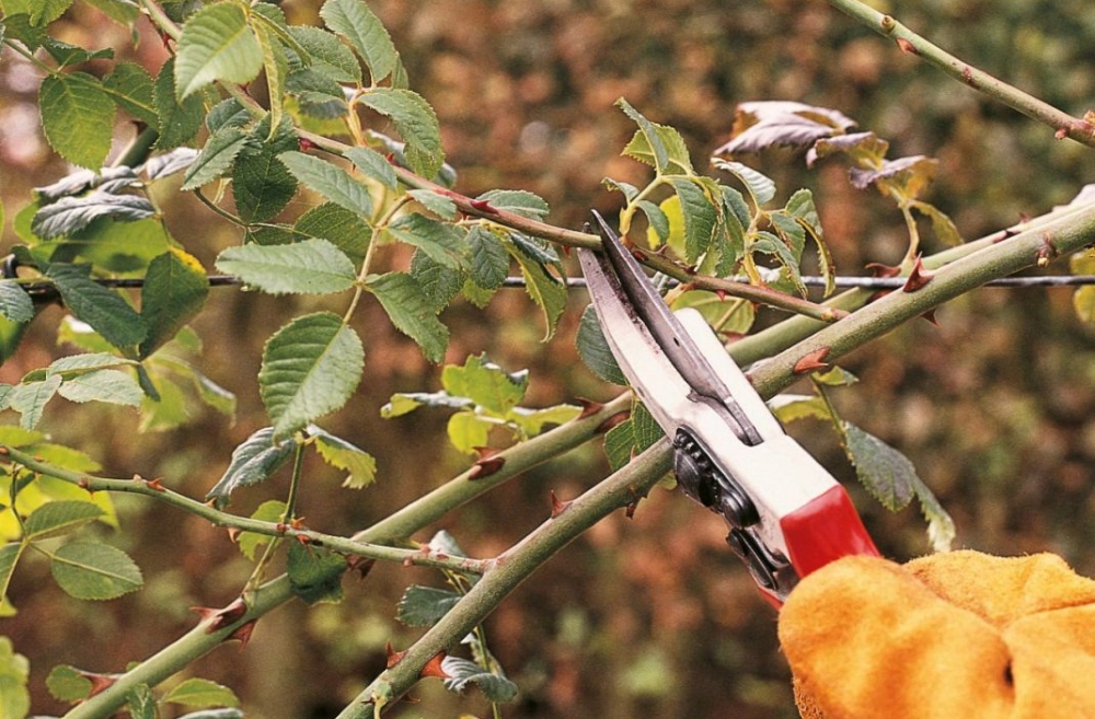 Обрезка роз