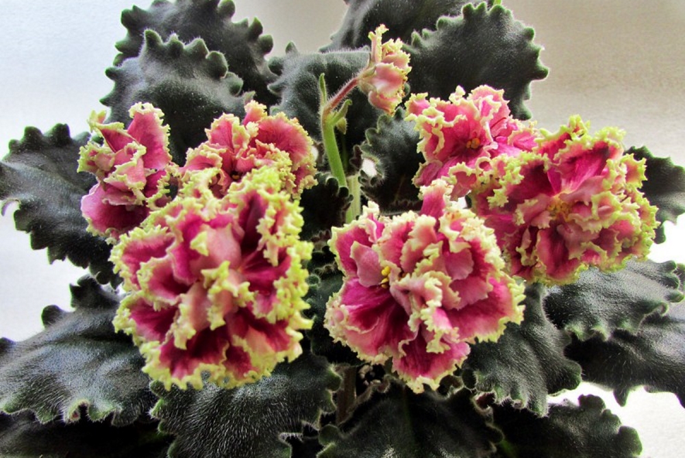 Фиалка каменный цветок