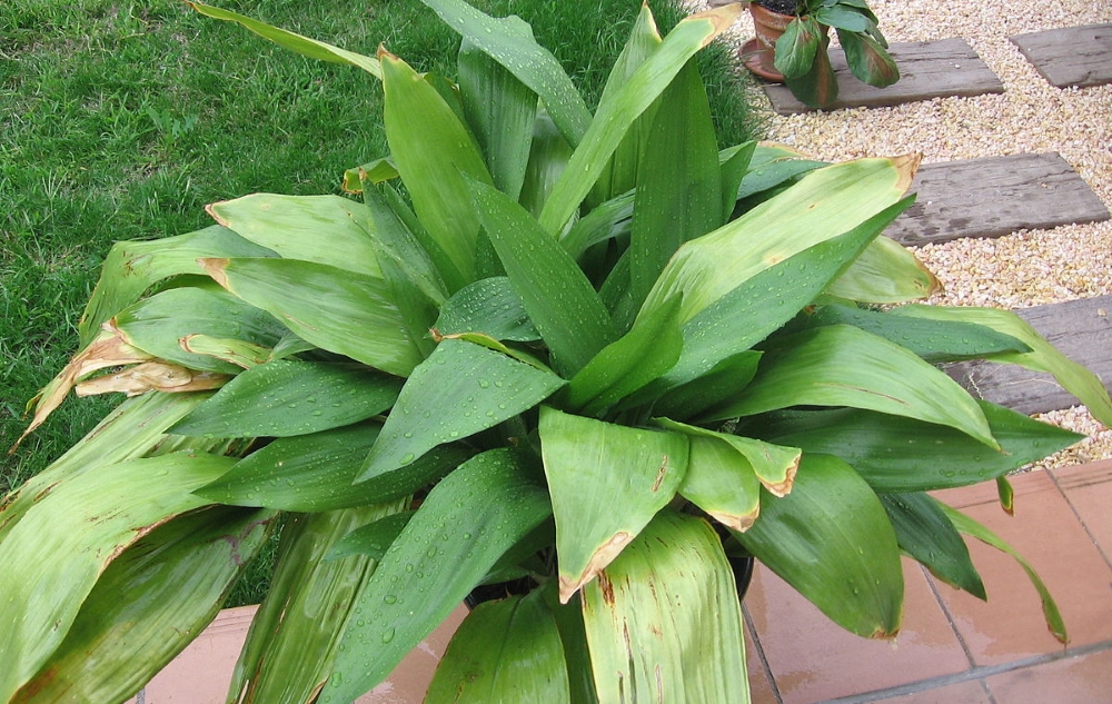 Аспидистра