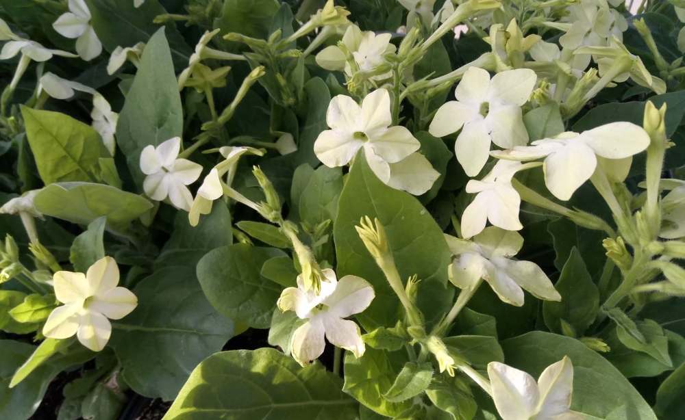 Душистый табак