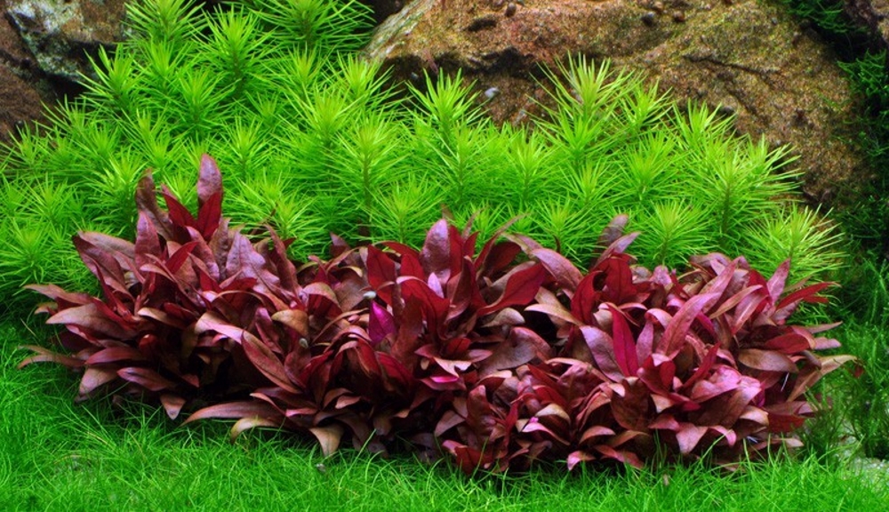 Альтернантера