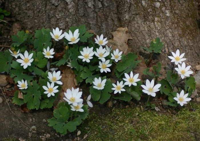 Сангвинария