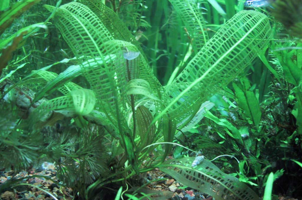 Апоногетон