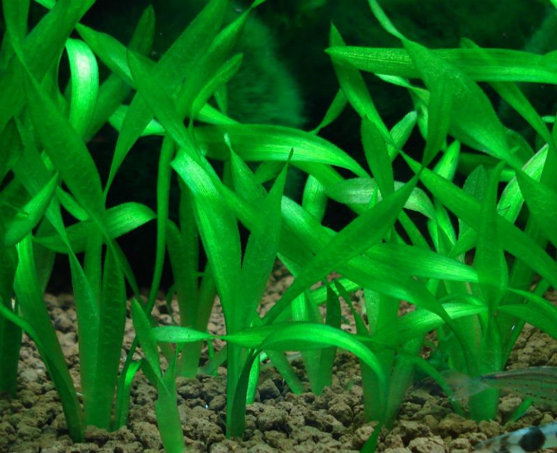 Валлиснерия