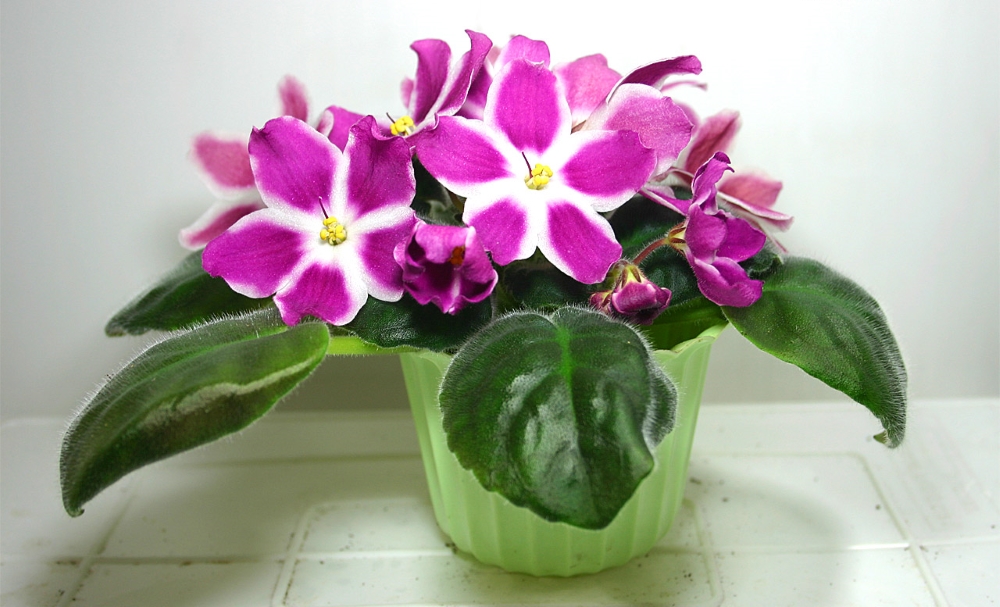 Фиалка маргарет в горшке