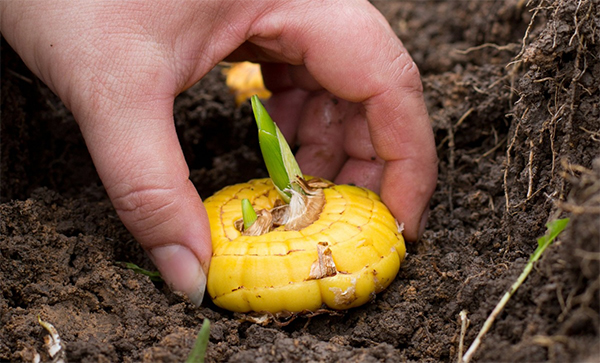 Посадка гладиолусов в открытый грунт