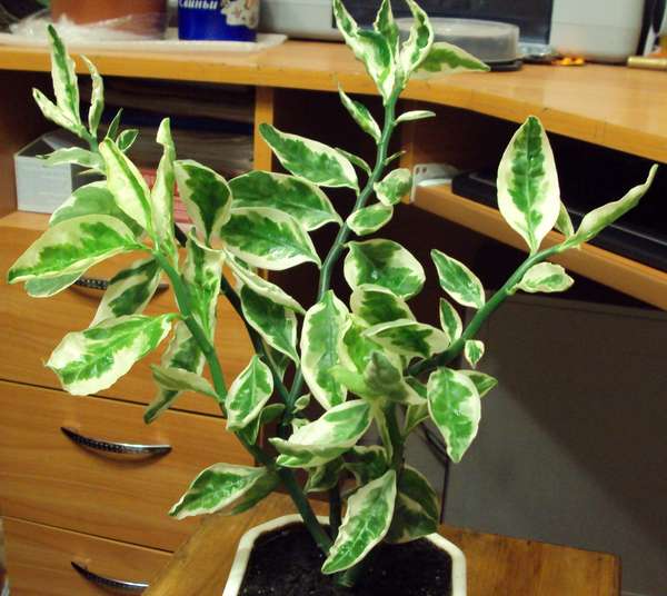 Как правильно ухаживать за комнатным растением педилантус