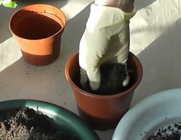 Клейстокактус