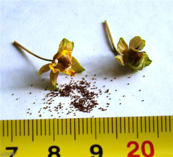 Размножение кальцеолярии