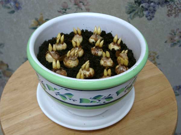 Особенности посадки крокусов