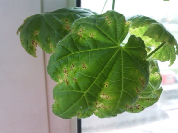 Болезни, вредители абутилона