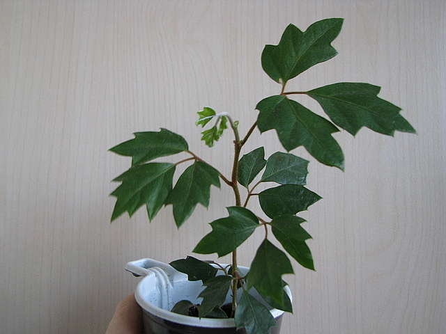 Уход за растением циссус