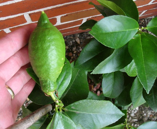 Лимон Лунарио