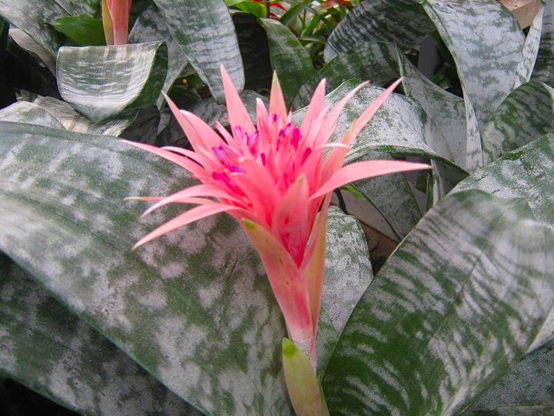 Уход за эхмеей