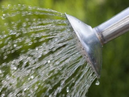 Полив гладиолусов