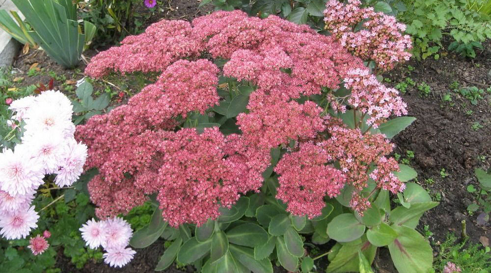 Цветение седума