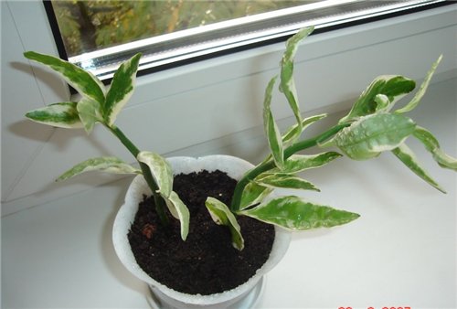 Полив растения педилантус