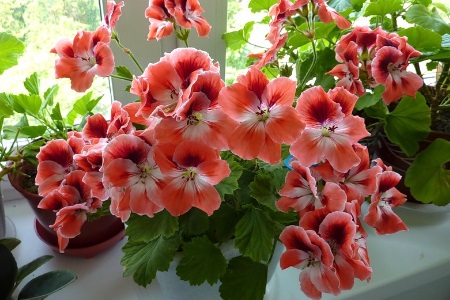 Лечебные свойства герани