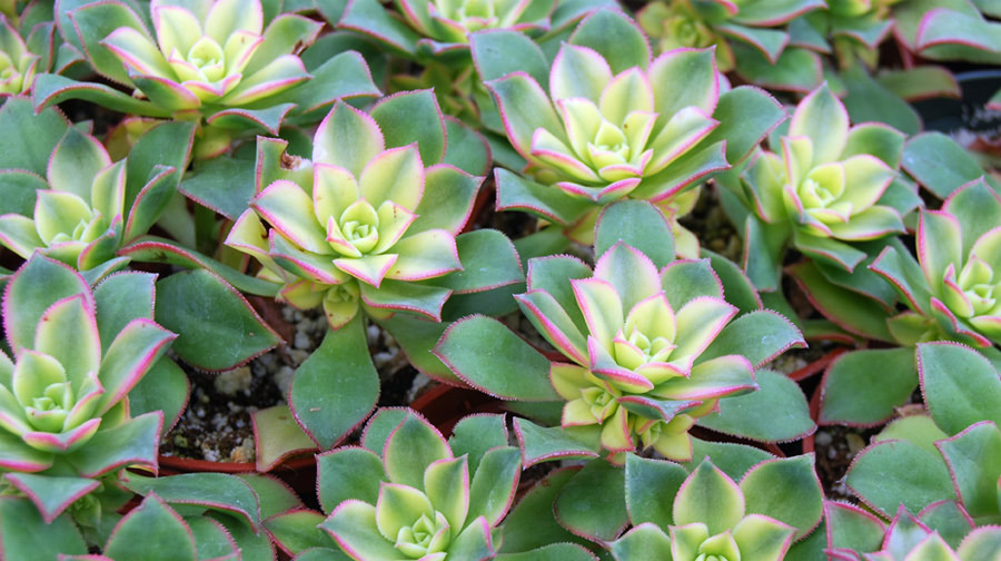 Размножение эониума