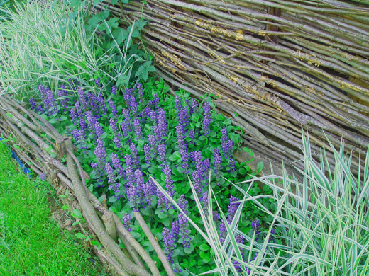 Посадка живучки ползучей