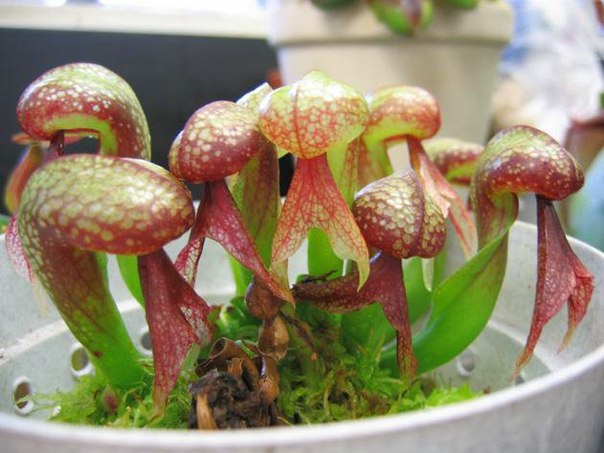 Методы размножения растения саррацения