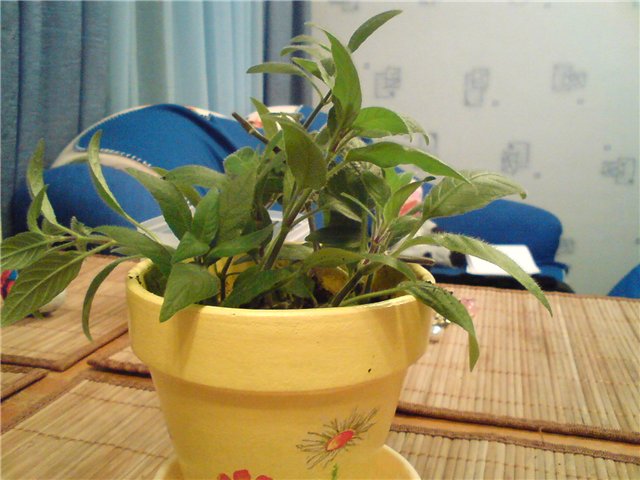 Обрезка растения руэллия