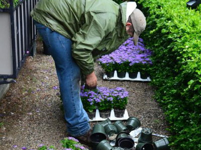 Посадка агератума в открытый грунт