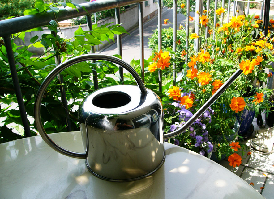 Полив и увлажнение циссуса