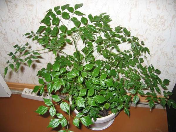 Радермахера