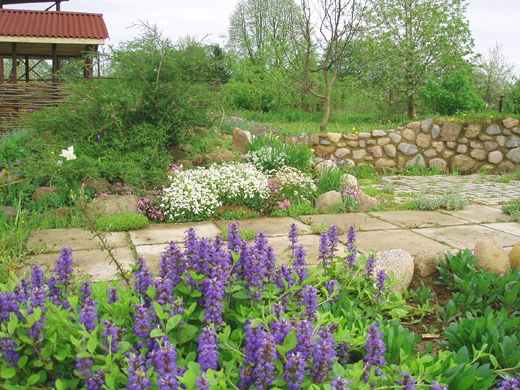 Уход за растением живучка ползучия