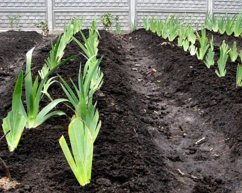 Подготовка почвы для ириса