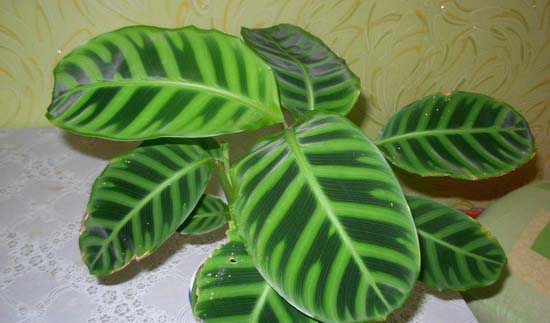Калатея полосатая