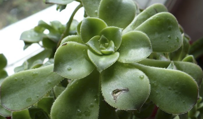 Эониум заболел