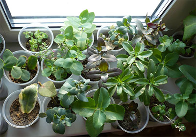 Размножение седума видного