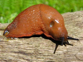 Слизни на живучки