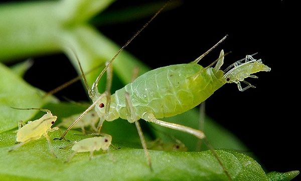 Тля, вредитель на саррацении
