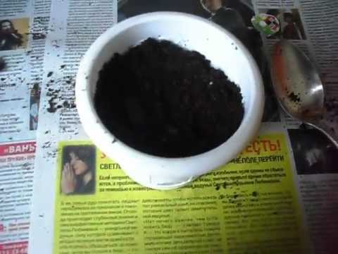 Пересадка комнатного цветка циссус