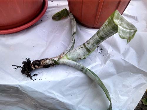 Размножение эхмеи отростками