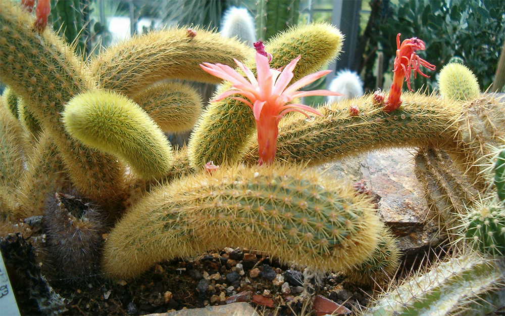 Необходимый полив для Клейстокактуса